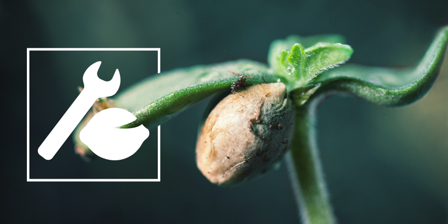 Résolution Des Problèmes De Germination Résolution Des Problèmes De Germination