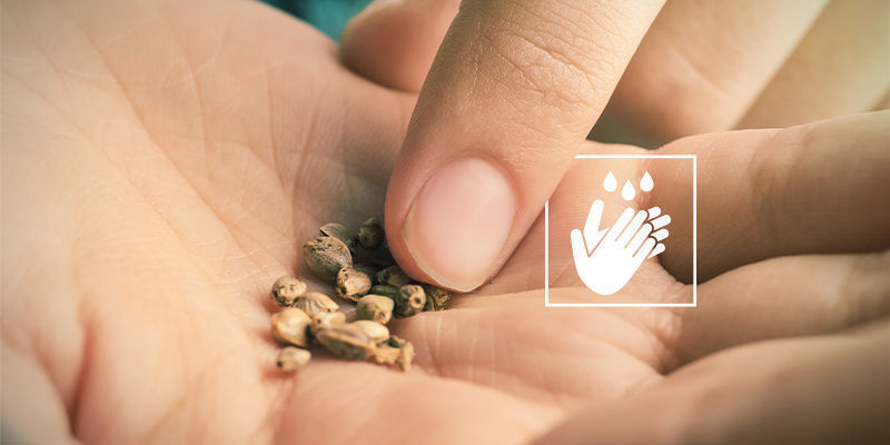 Mes graines de cannabis ne germent pas : Manipuler les graines à main nue