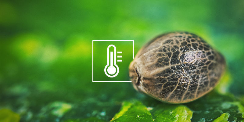 Mes graines de cannabis ne germent pas : Faibles températures