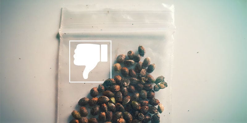 Mes graines de cannabis ne germent pas : Graines de mauvaise qualité