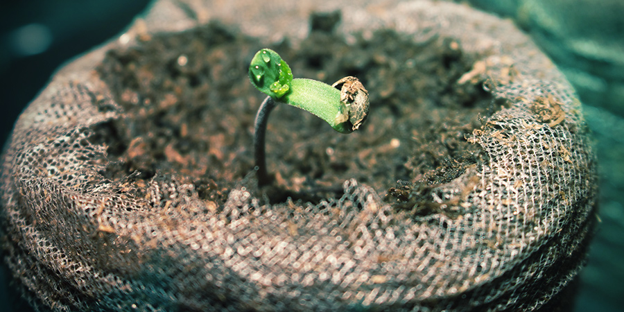 Germination Dans Le Milieu Germination Dans Le Milieu