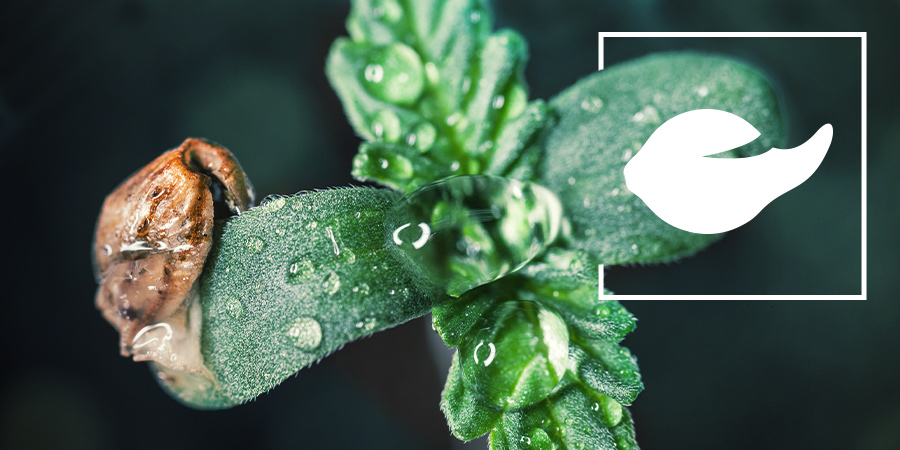 La germination de graines de cannabis