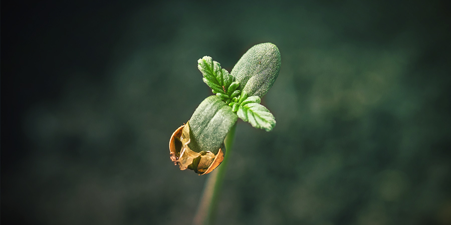3 Méthodes De Germination