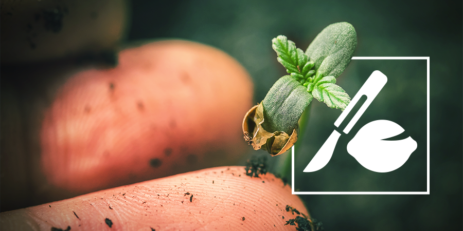 Comment Faire Germer De Vieilles Graines De Cannabis Comment Faire Germer De Vieilles Graines De Cannabis