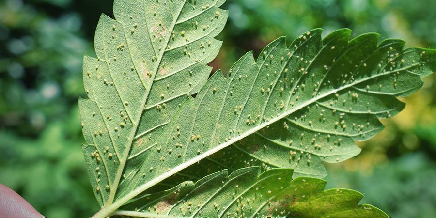 Pourquoi Laver Ses Têtes De Cannabis ?