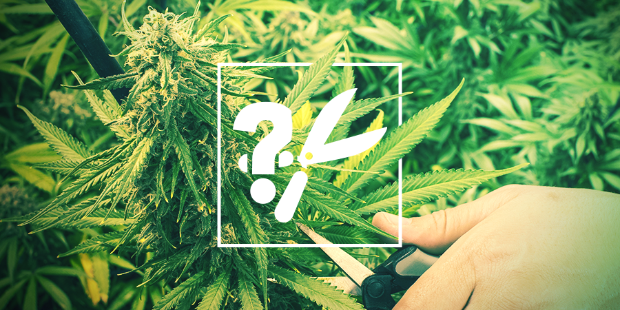 Quand Récolter Le Cannabis Quand Récolter Le Cannabis