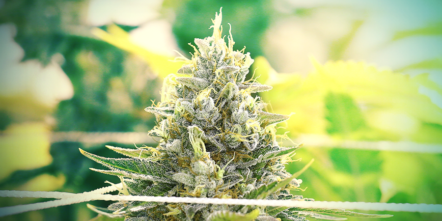 CANNABIS EN INTÉRIEUR