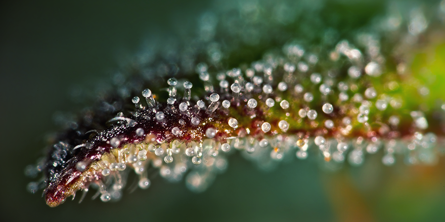 Regarder De Plus Près Les Trichomes Regarder De Plus Près Les Trichomes