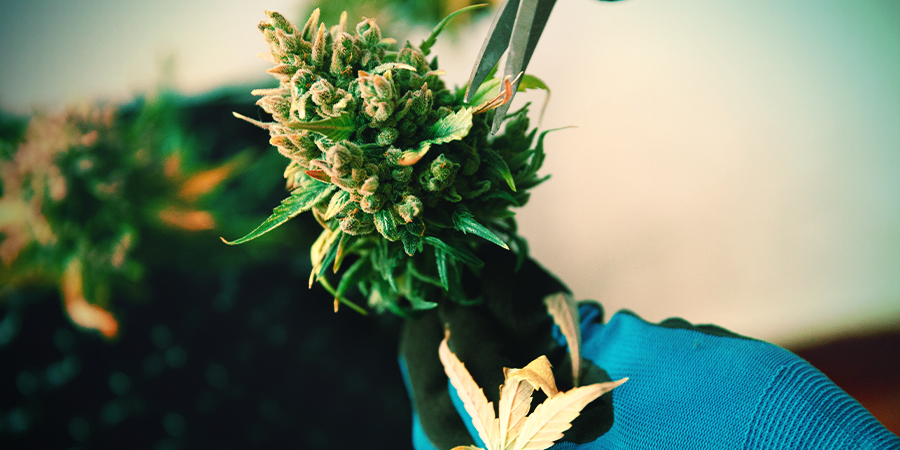Manicure De Cannabis Manicure De Cannabis