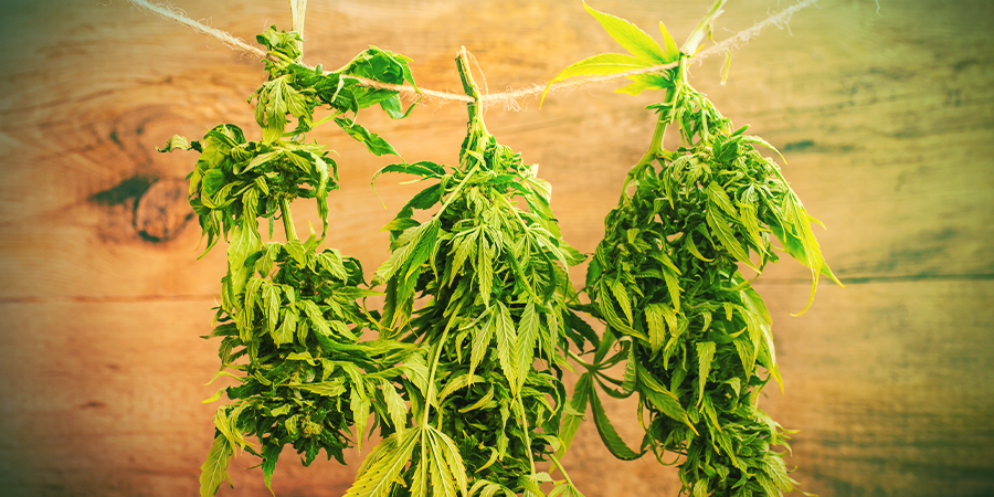 Séchage De Cannabis Séchage De Cannabis
