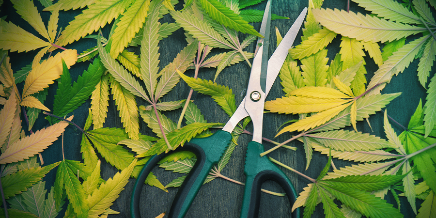 QUE FAIRE AVEC LES FEUILLES TAILLÉES ?