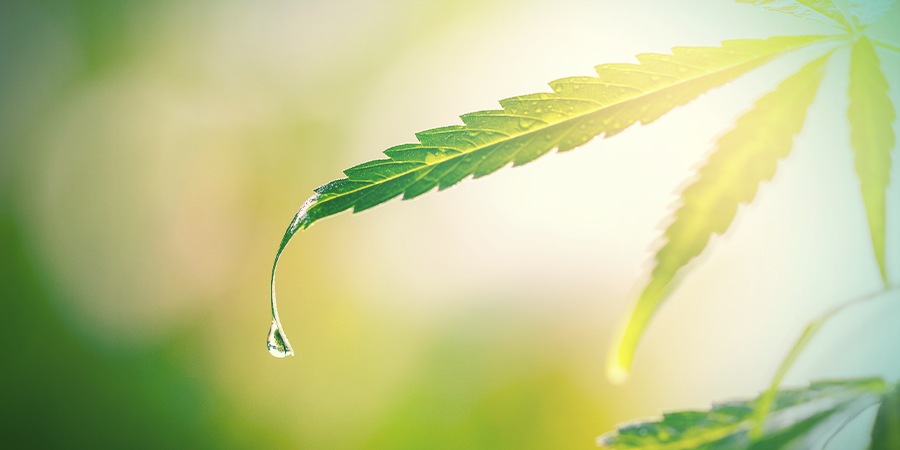 Rincez Les Plants Rincez Les Plants