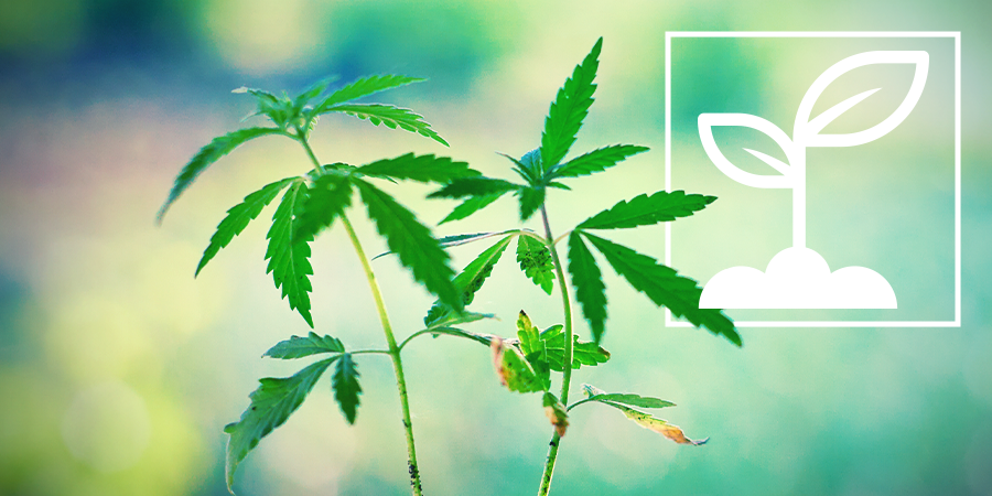 Que Sont Les Plantules De Cannabis? Que sont les plantules de cannabis?