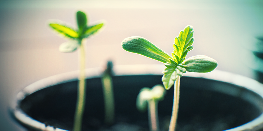 LE CONTENANT APPROPRIÉ POUR UNE PLANTULE DE CANNABIS