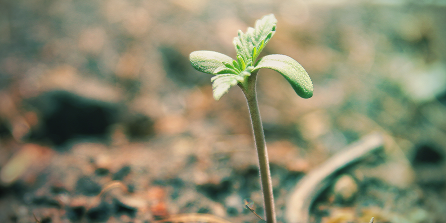 MILIEU DE CULTURE POUR PLANTULES DE CANNABIS