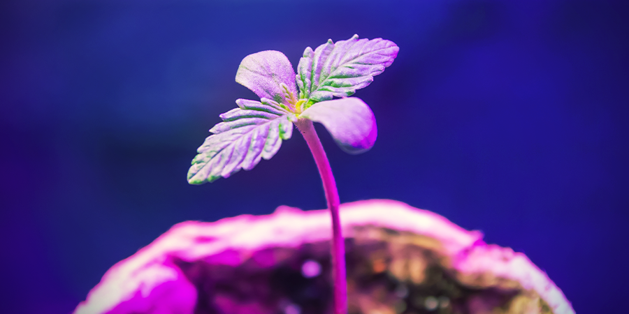 PLANTULES DE CANNABIS ET LUMIÈRE