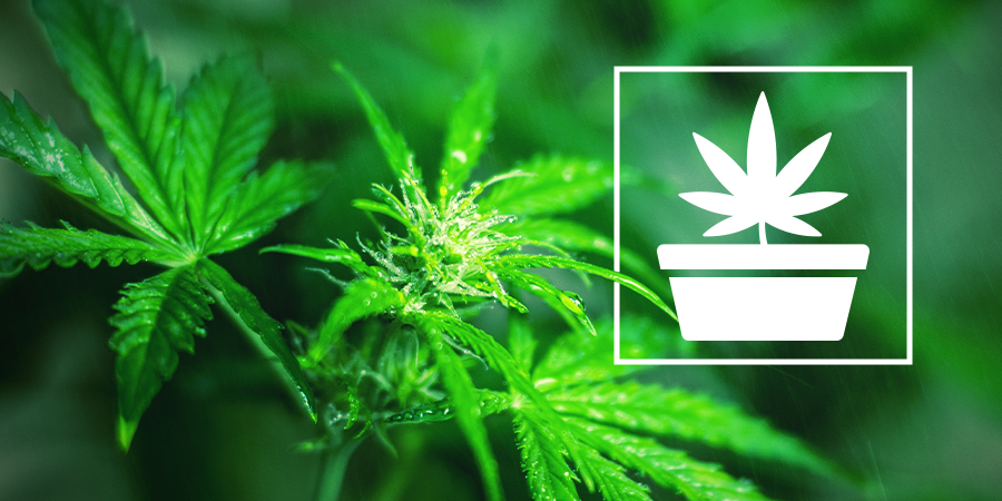 Phase Végétative De La Culture De Cannabis Phase Végétative De La Culture De Cannabis