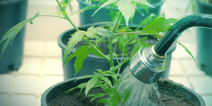 Arroser Ses Plants De Cannabis Peut-être Exigeant Arroser Ses Plants De Cannabis Peut-être Exigeant