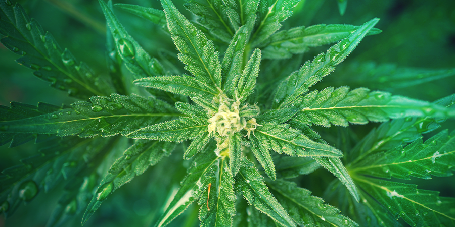 À Quelle Fréquence Les Plantes Végétatives Doivent-elles Être Arrosées ? À QUELLE FRÉQUENCE LES PLANTES VÉGÉTATIVES DOIVENT-ELLES ÊTRE ARROSÉES ?
