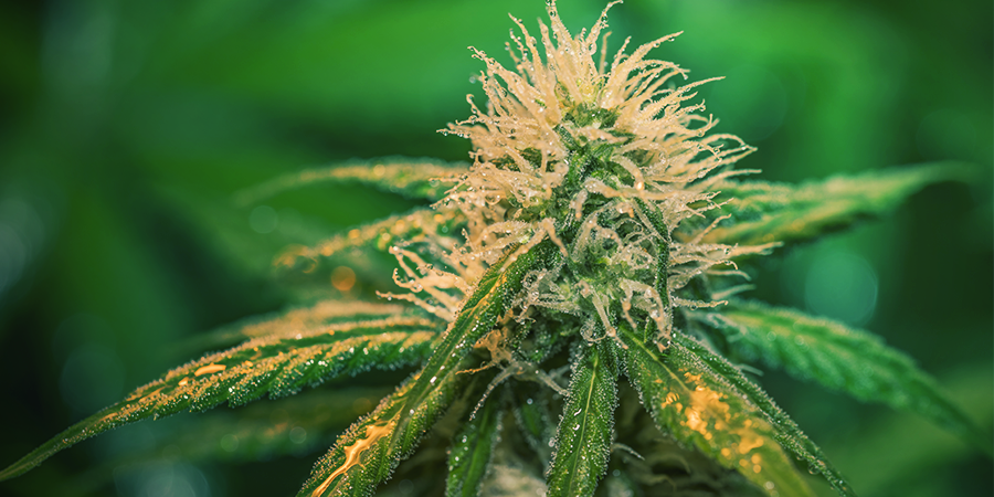 Comment Arroser Les Plantes Durant La Floraison ? COMMENT ARROSER LES PLANTES DURANT LA FLORAISON ?