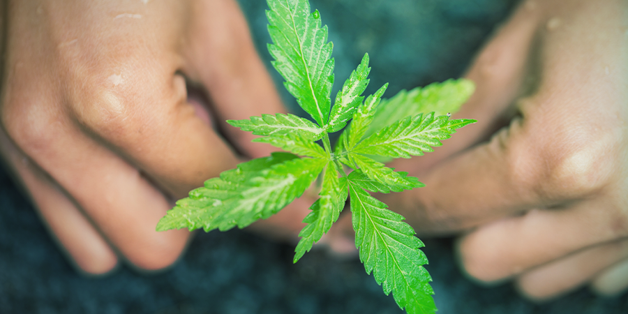 Comment Arroser Les Clones De Cannabis ? COMMENT ARROSER LES CLONES DE CANNABIS ?