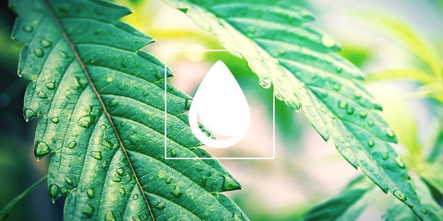 Comment Arroser Vos Plants De Cannabis