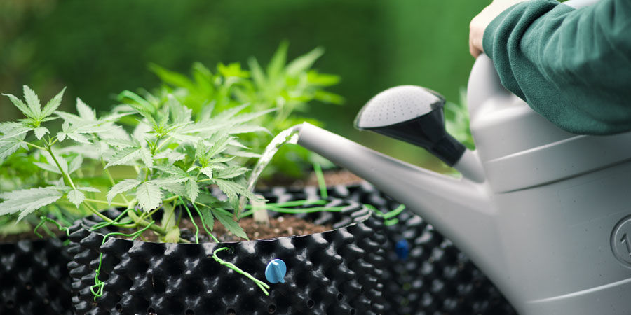 Fréquence d’arrosage des plants de cannabis