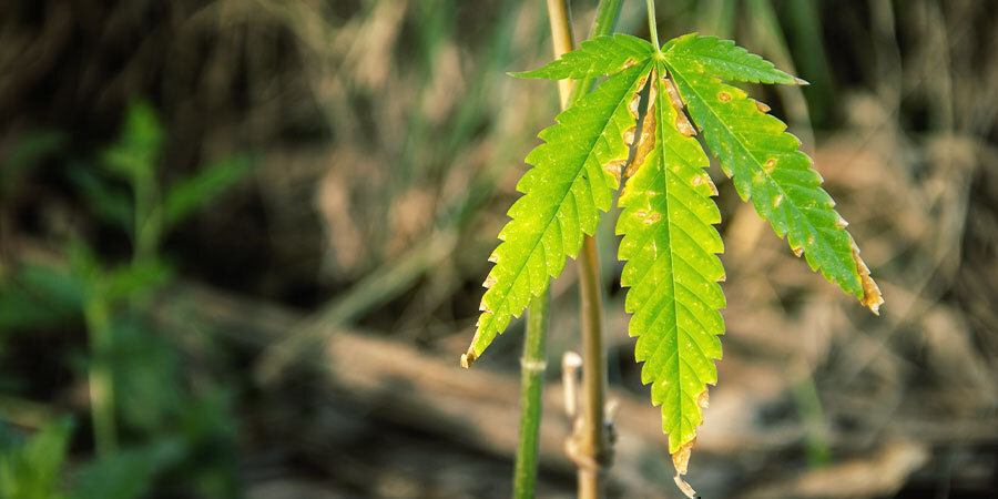 Comment savoir si un plant de cannabis a besoin d’être arrosé