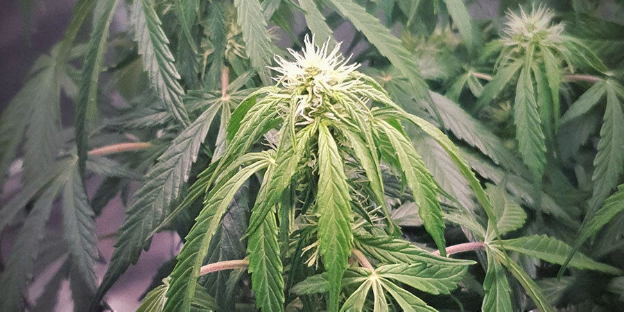 plants cannabis sur-arrosés