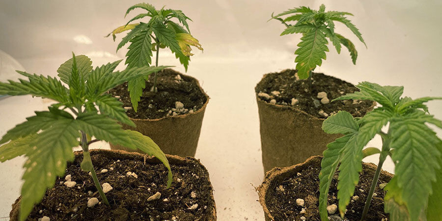 plants cannabis sous-arrosés