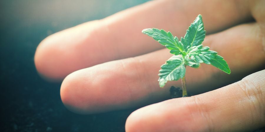 Effets Positifs Du CO₂ Sur Les Plants De Cannabis