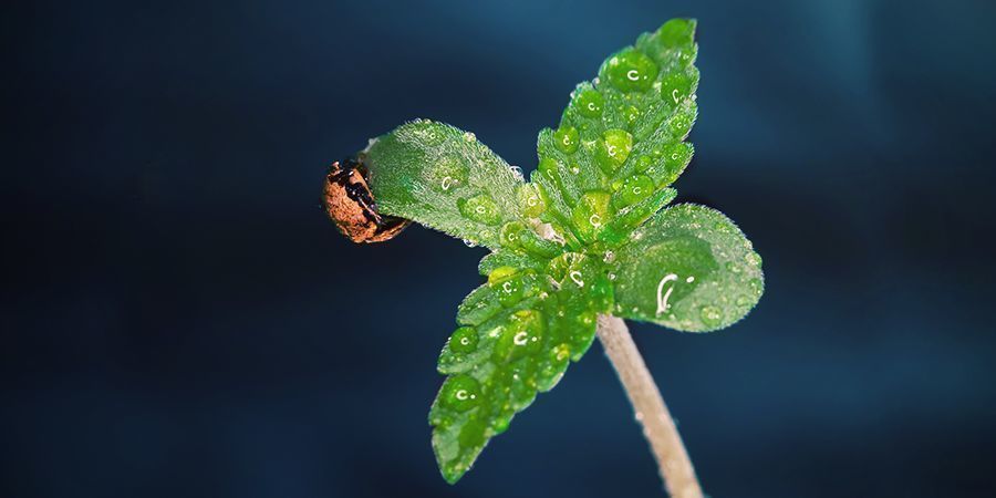 Quand Utiliser Du CO₂ Pour Les Plants De Cannabis