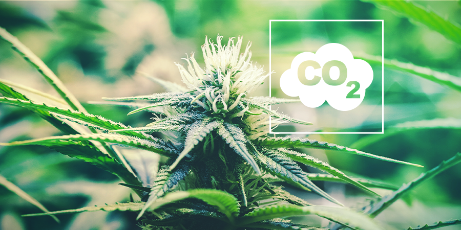 CO₂ Et Cannabis