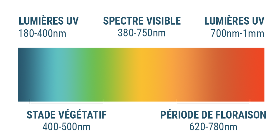 Le Spectre Lumineux Et Le Cannabis Le Spectre Lumineux Et Le Cannabis