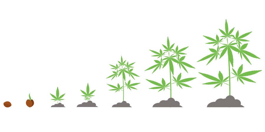 Planification Cannabis