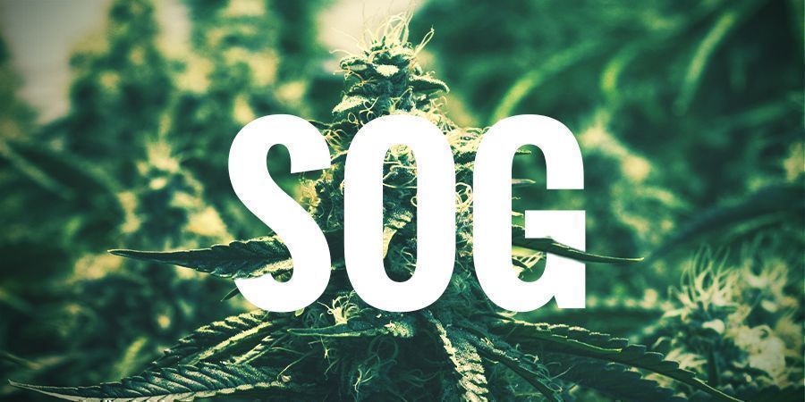 SOG—SEA OF GREEN