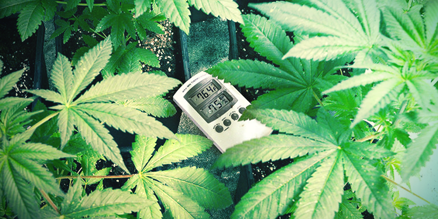 Fourchettes Optimales De Température Pour Cultiver Du Cannabis Fourchettes Optimales De Température Pour Cultiver Du Cannabis