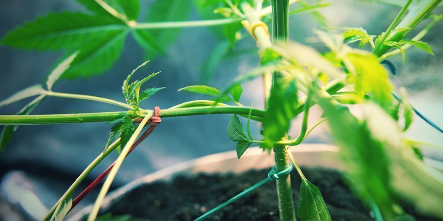 ÉTAPE 8 : SI VOUS LE SOUHAITEZ, VOUS POUVEZ PALISSER VOS PLANTS POUR ACCROÎTRE LES RENDEMENTS