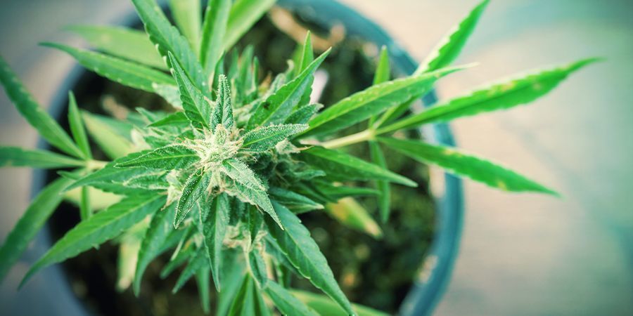 Pourquoi Devriez-vcultiver Votre Ganja Sur Votre Balcon: Avantages Et Désavantages