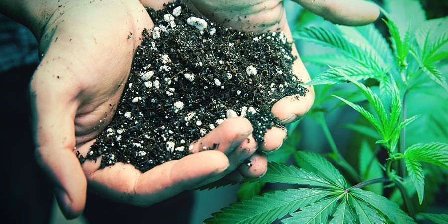 Conseils Pour Dépanner Les Cultivateurs Sur Balcon 