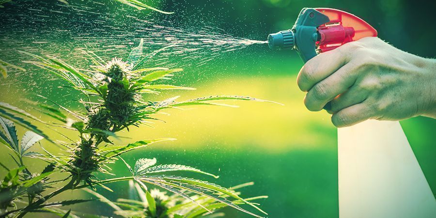 Culture En Jardin: Avantages Et Inconvénients