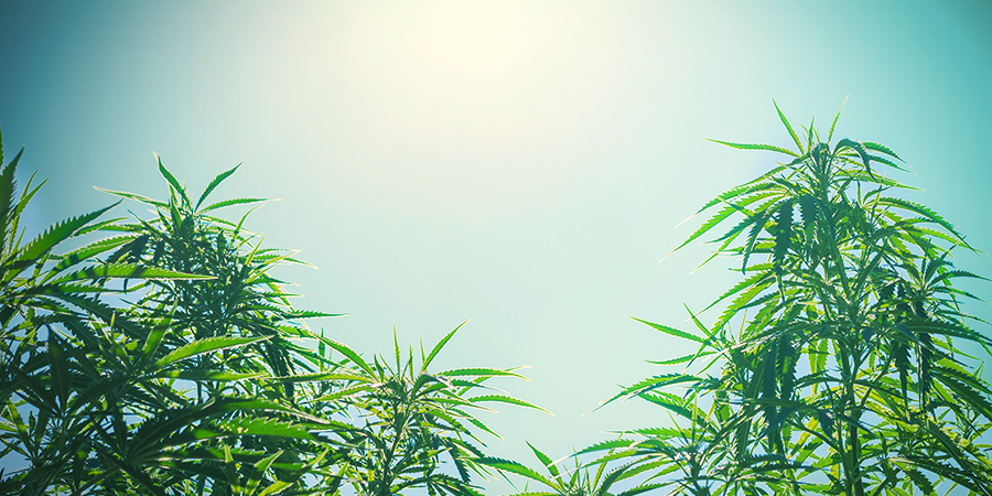 Taille Des Plantes (Cannabis) Taille Des Plantes (Cannabis)