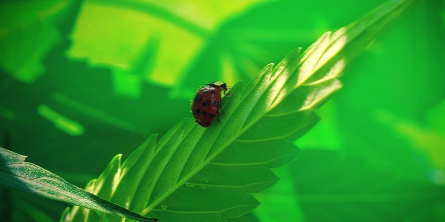 Avantages Du Monde Naturel