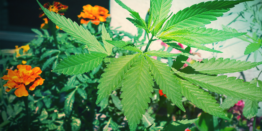 Camouflage Avec Des Plantes Compagnes Camouflage Avec Des Plantes Compagnes