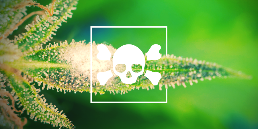 Les Plants De Cannabis Malades Les Plants De Cannabis Malades