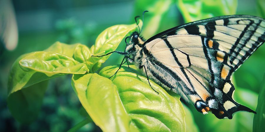 Plantes Compagnes du Cannabis : Basilic