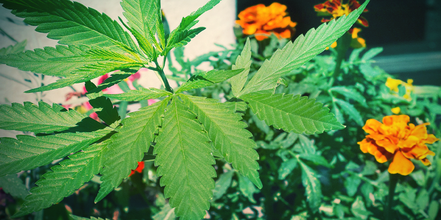 œillets D'Inde: Idéal Pour Le Compagnonnage Du Cannabis ŒILLETS D'INDE: IDÉAL POUR LE COMPAGNONNAGE DU CANNABIS