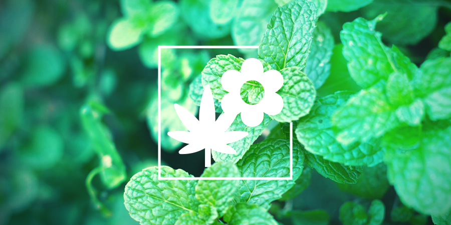Plantes Compagnes Pour Vos Cultures De Cannabis : Menthe Plantes Compagnes Pour Vos Cultures De Cannabis : Menthe