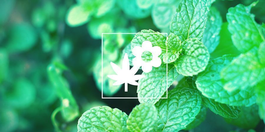 Plantes Compagnes Pour Vos Cultures De Cannabis : Menthe