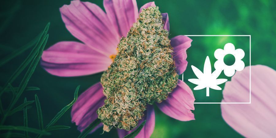 Comment Mieux Cultiver Du Cannabis Avec Les Plantes Compagnes